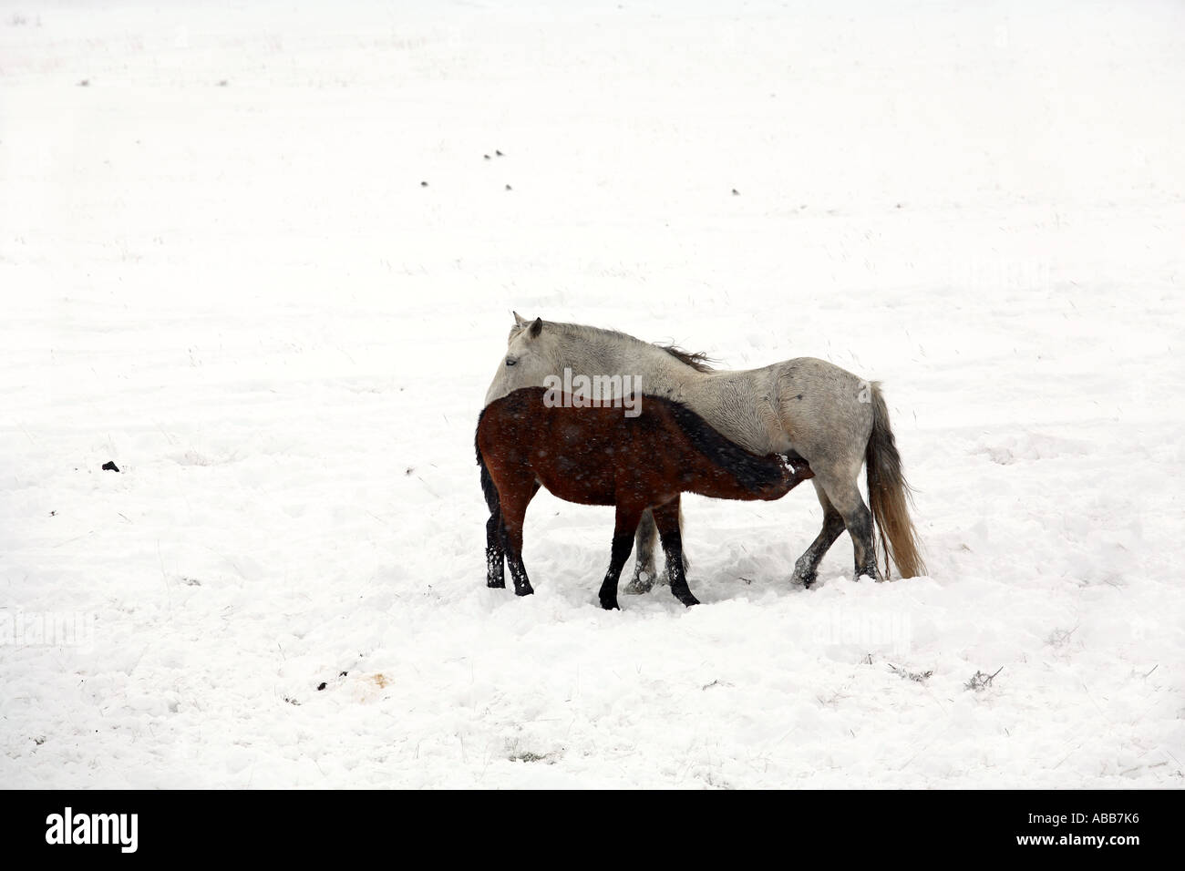 Colt du lactate dans la neige Banque D'Images