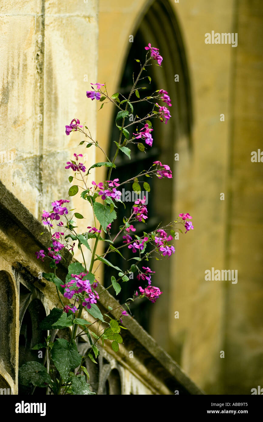 Fleurs sauvages au printemps dans l'escalier le long de Saint Michael s'Abbaye Banque D'Images