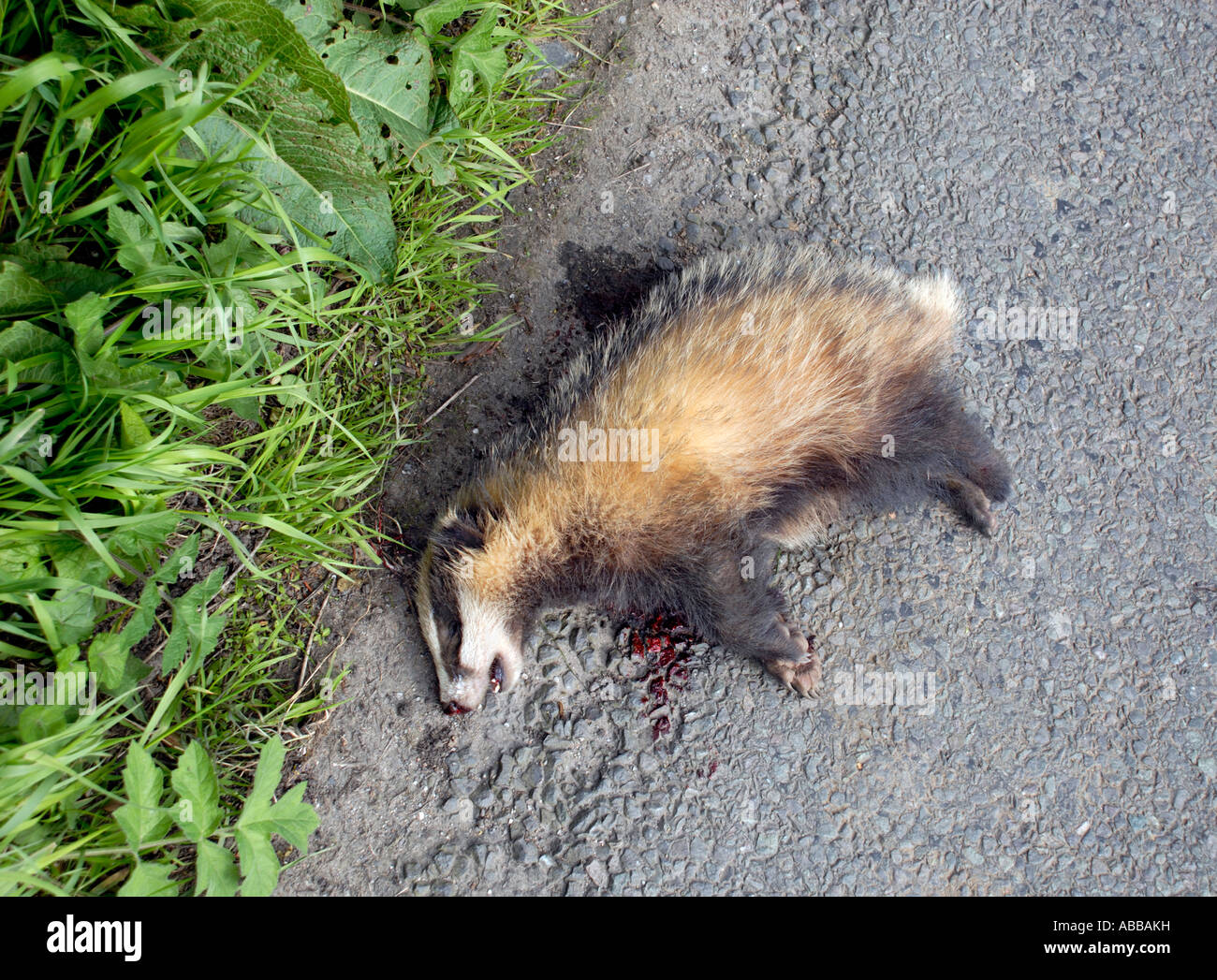 Roadkill - Blaireau 2 morts Banque D'Images