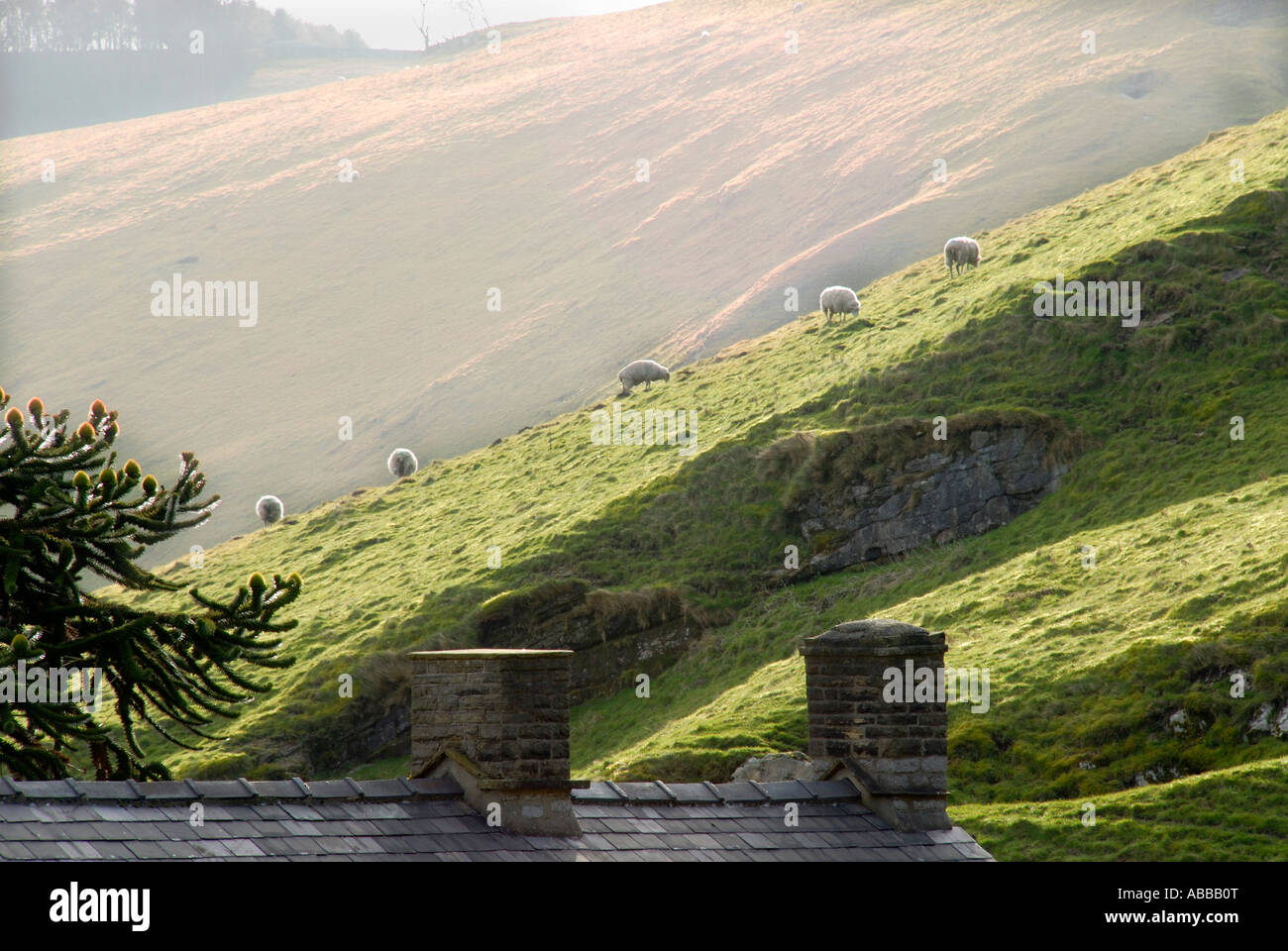 Moutons sur fortes pentes près de Forcella Staulanza, Derbyshire au début du printemps Banque D'Images