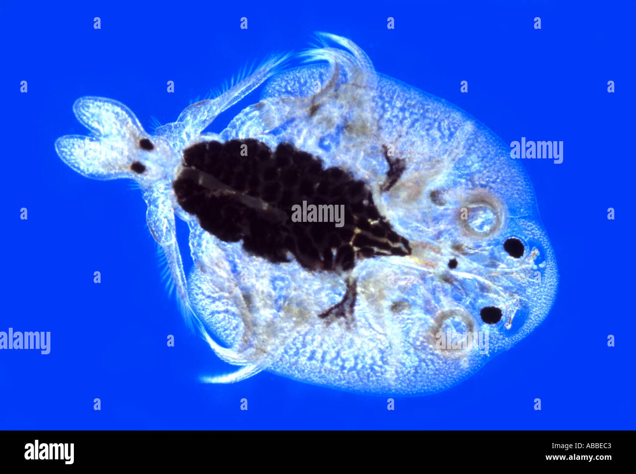 Pou du poisson vivant Argulus Flash Éclairage Rheinberg Banque D'Images Pou du poisson vivant Argulus Flash Éclairage Rheinberg Banque D'Images