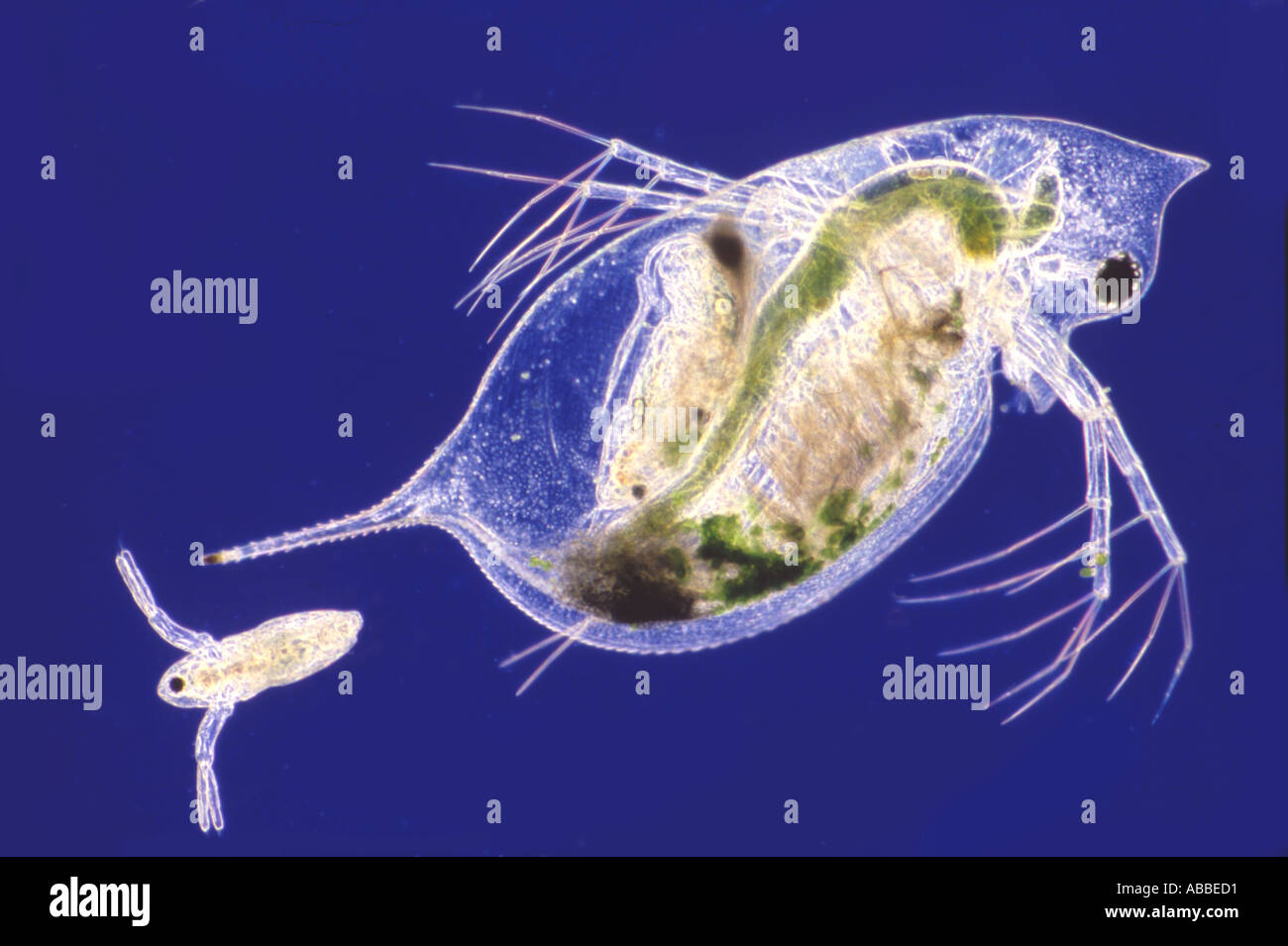 Daphnia femelles donnant naissance Rheinberg Illumination HFW Flash 3600um Banque D'Images Daphnia femelles donnant naissance Rheinberg Illumination HFW Flash 3600um Banque D'Images