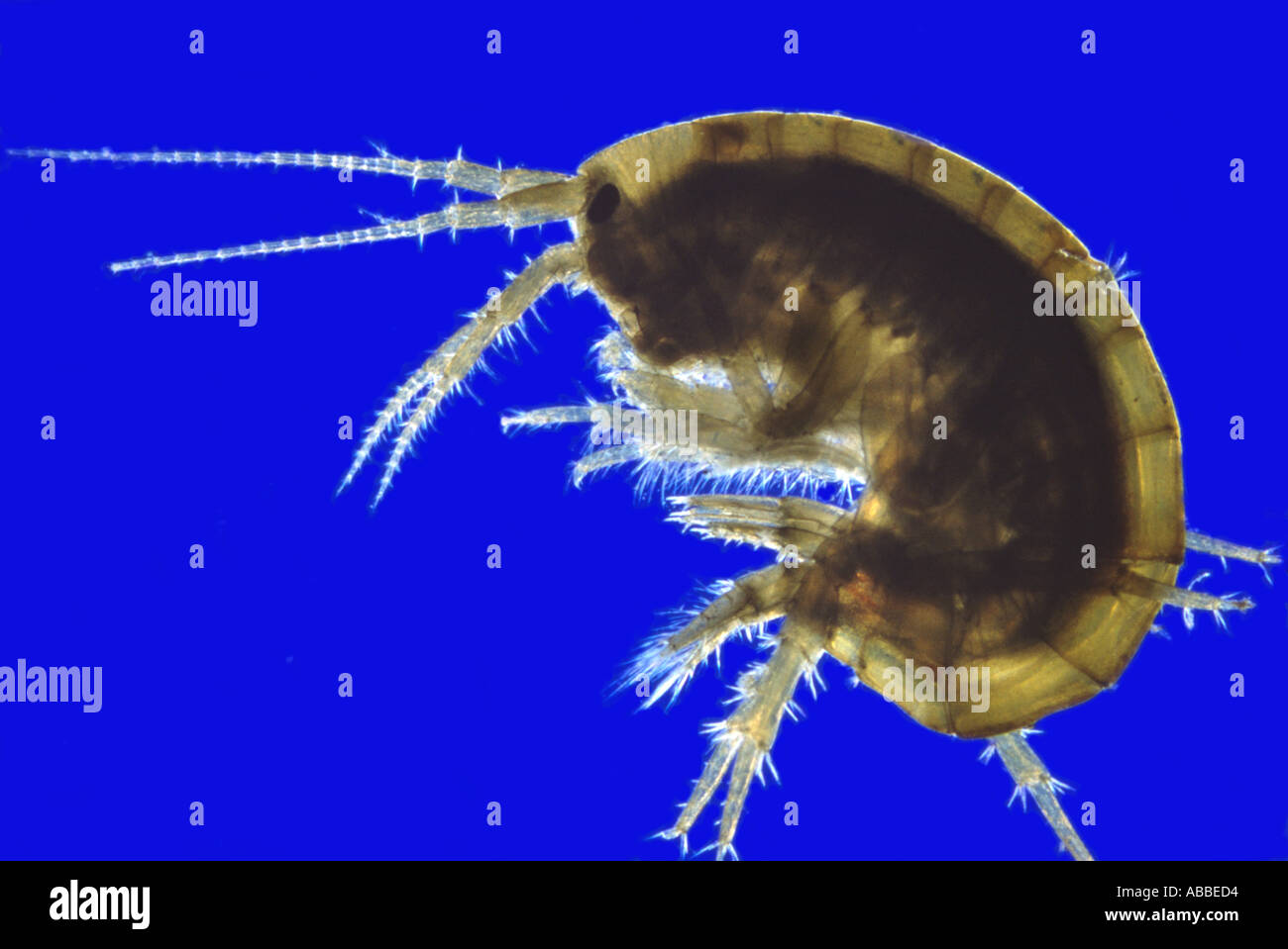 Les crevettes d'eau douce Gammarus Flash Éclairage Rheinberg vivant Banque D'Images Les crevettes d'eau douce Gammarus Flash Éclairage Rheinberg vivant Banque D'Images