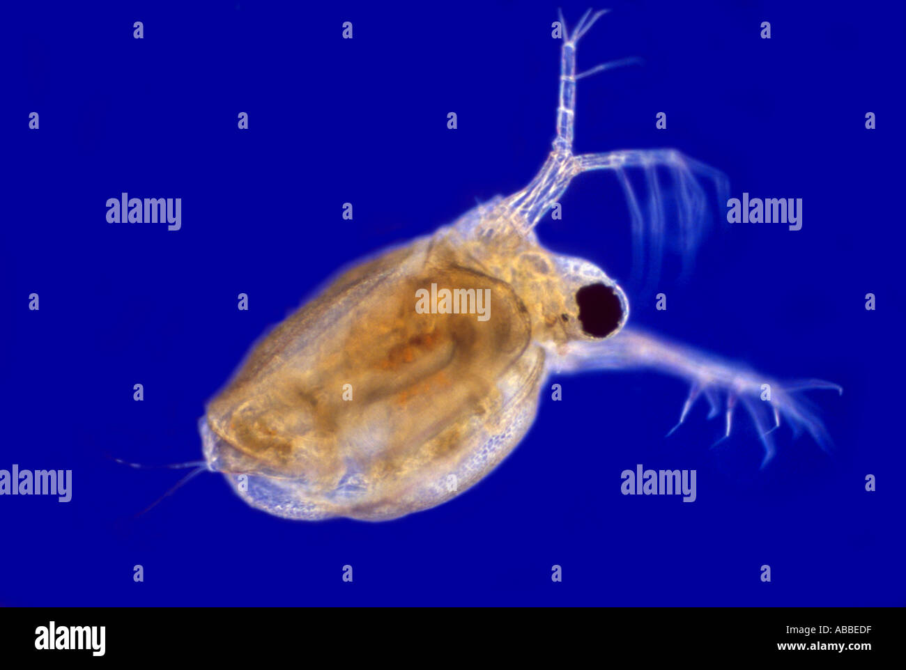 Polyphème vivant pediculus Rheinberg Illumination HFW Flash 2mm Banque D'Images Polyphème vivant pediculus Rheinberg Illumination HFW Flash 2mm Banque D'Images