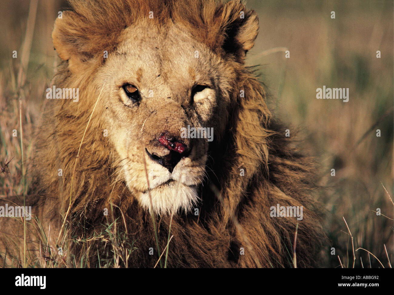 Portrait of male lion à visage blessé le Masai Mara National Reserve Kenya Afrique de l'Est Banque D'Images