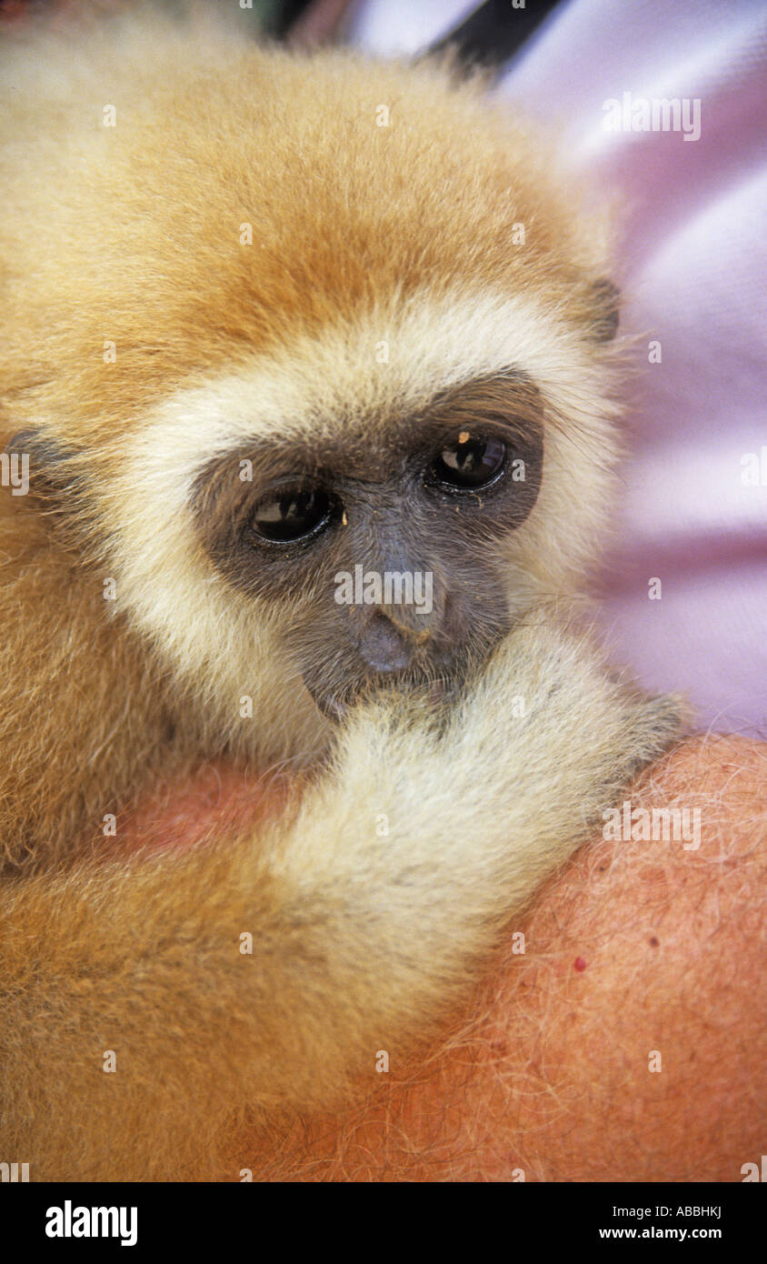Bebe Singe Gibbon Orphelins Est Offert A Vendre A Phuket Thailande Photo Stock Alamy Bebe Singe Gibbon Orphelins Est Offert A Vendre A Phuket Thailande Photo Stock Alamy