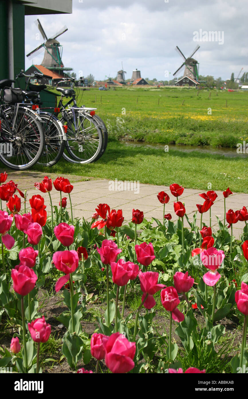De Zaanse Schans un moulin pittoresque village près d'Amsterdam Pays-Bas Banque D'Images
