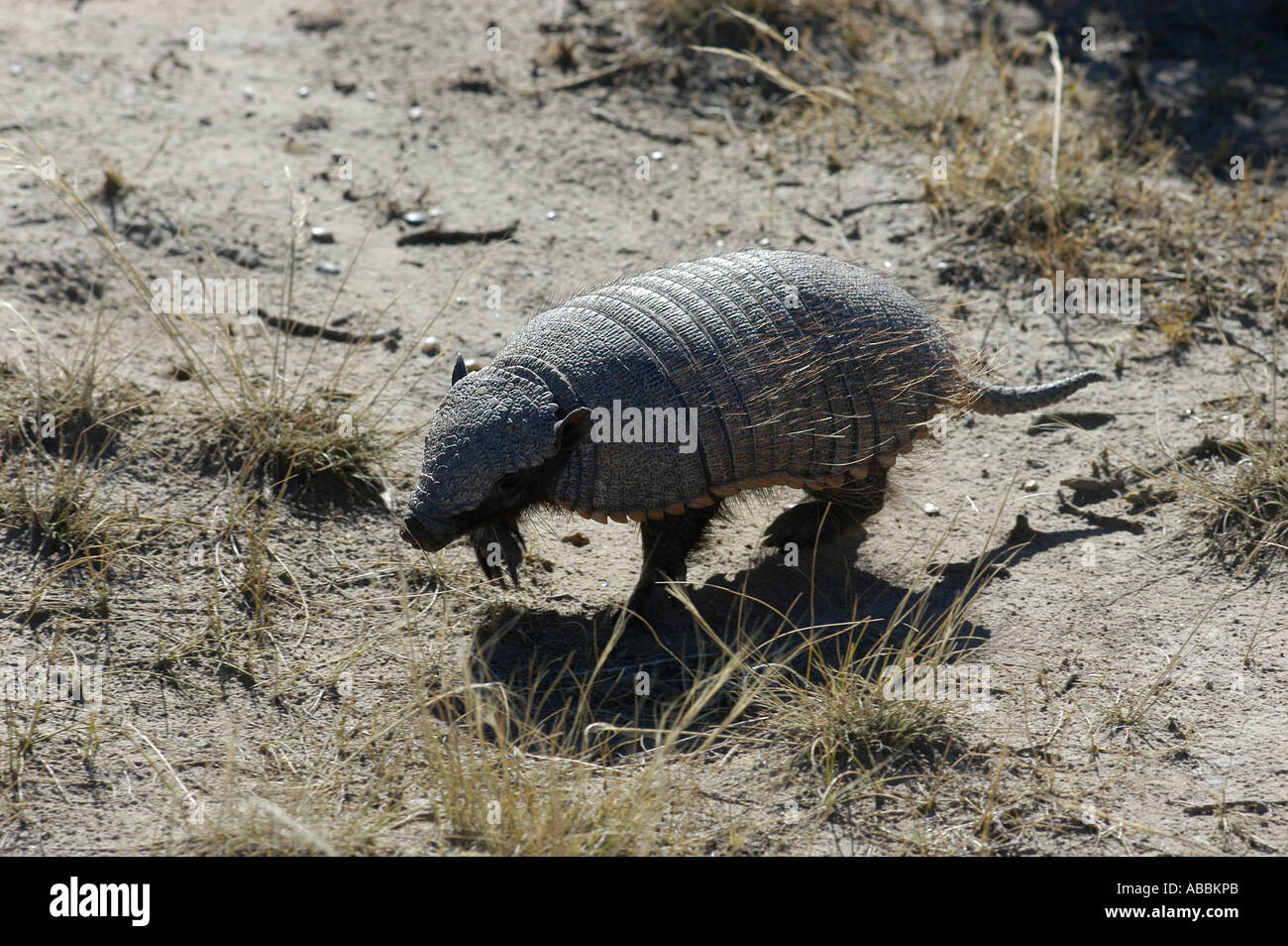 Piche de Patagonie ou pichyi Armadillo Zaedyus Punta Norte Océan Atlantique péninsule Valdez la Patagonie Argentine Chubut KIKE CALVO V W gris mammifères de la toundra prairies defensa animal chien porc rachis Banque D'Images