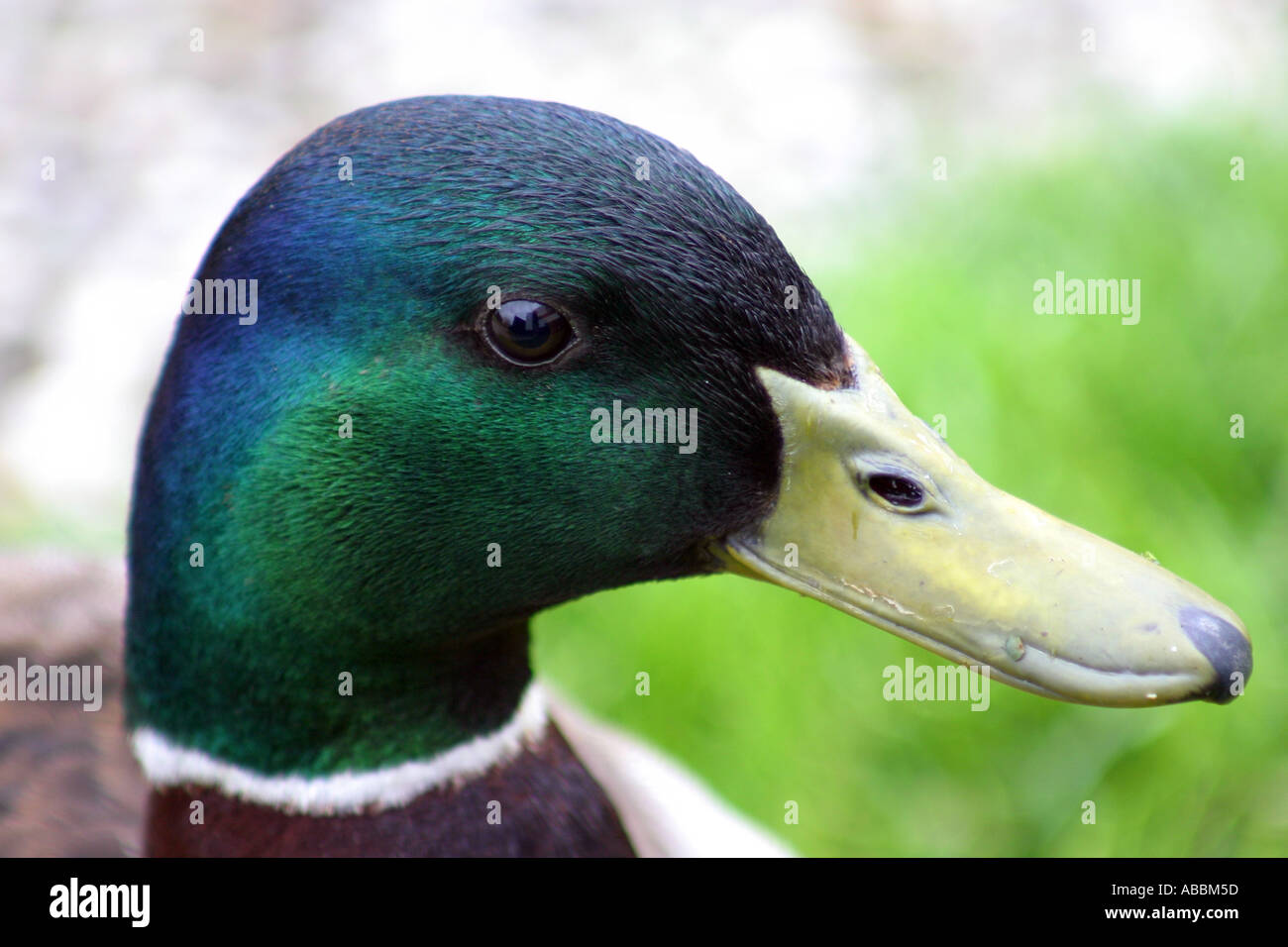 Canard malard mâle Banque D'Images