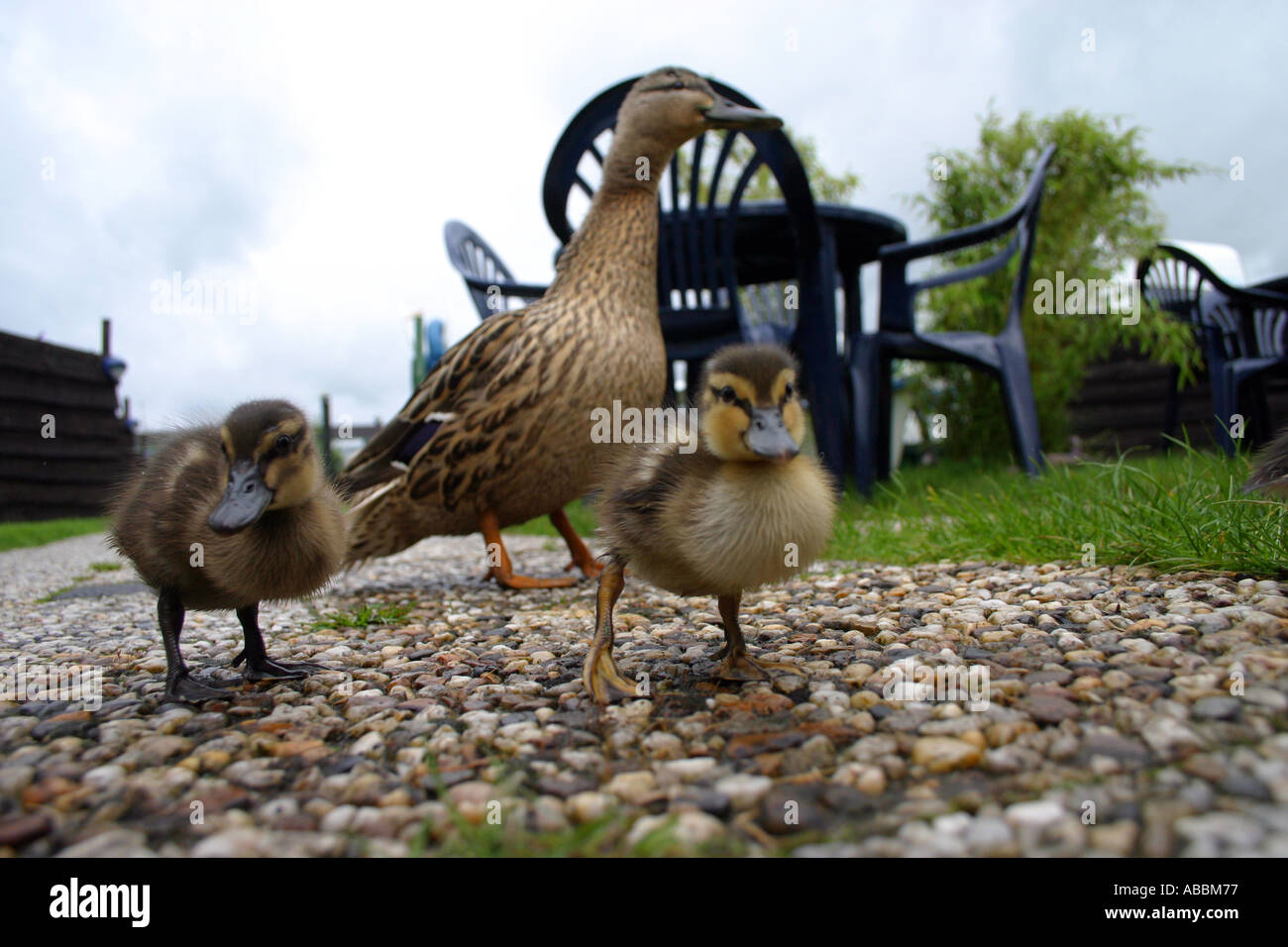 Canard malard femelle et les poussins Banque D'Images