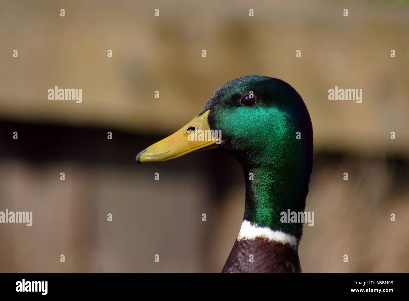 Canard colvert mâle Amsterdam Pays-Bas Banque D'Images