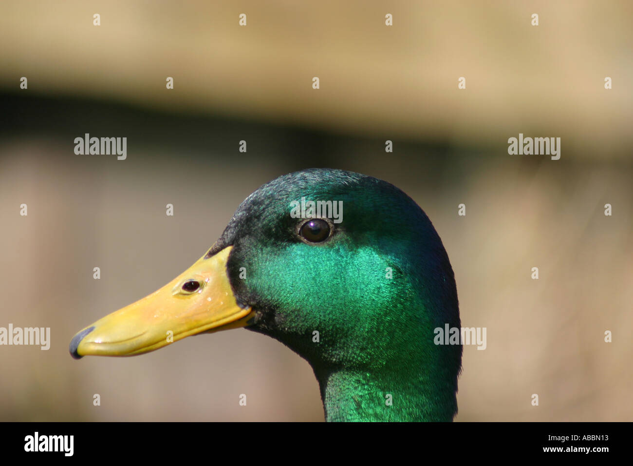 Canard colvert mâle Amsterdam Pays-Bas Banque D'Images