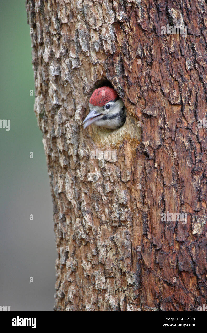 Pic mineur au nid Banque D'Images