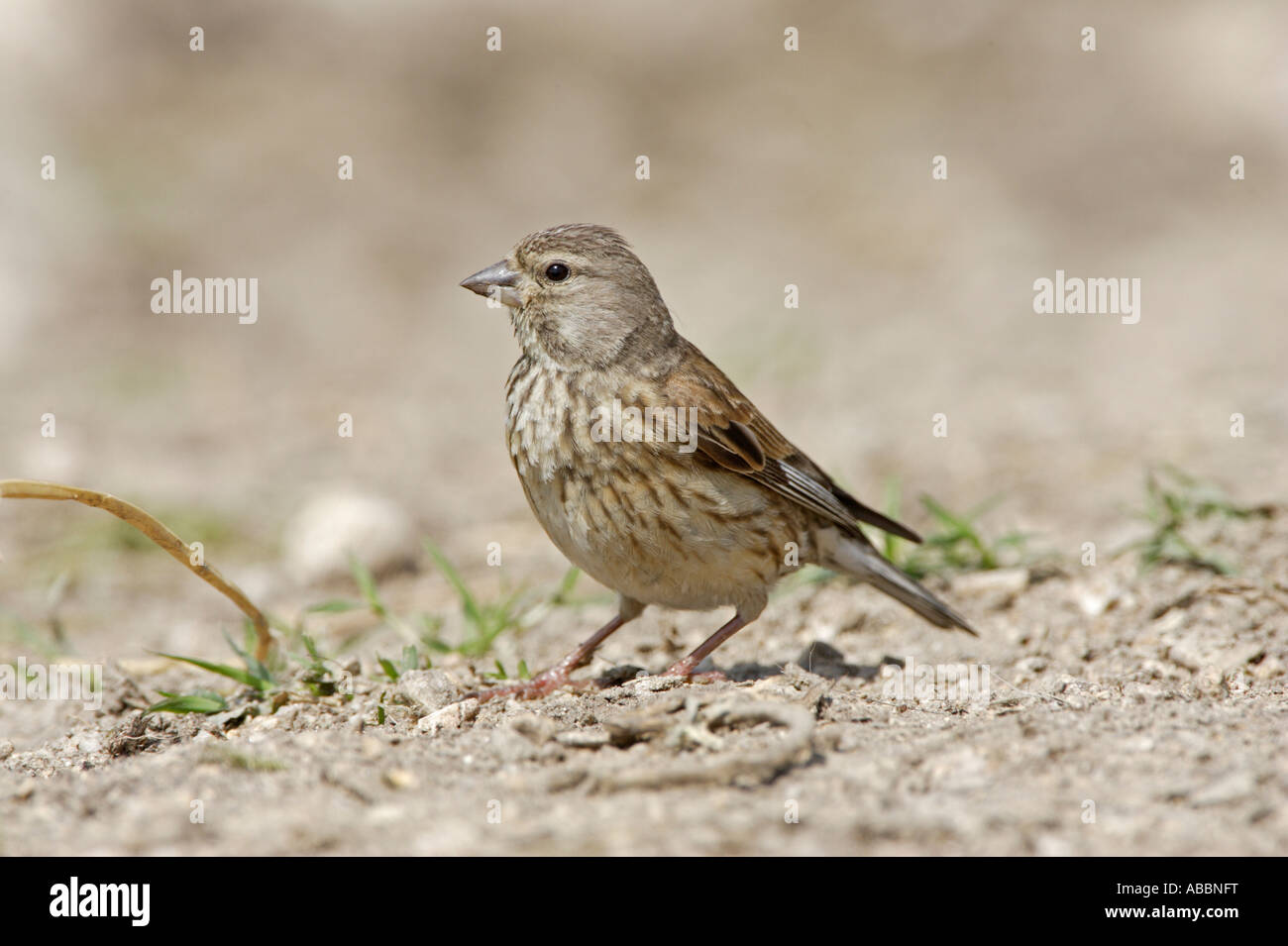 Linnet femelle Banque D'Images