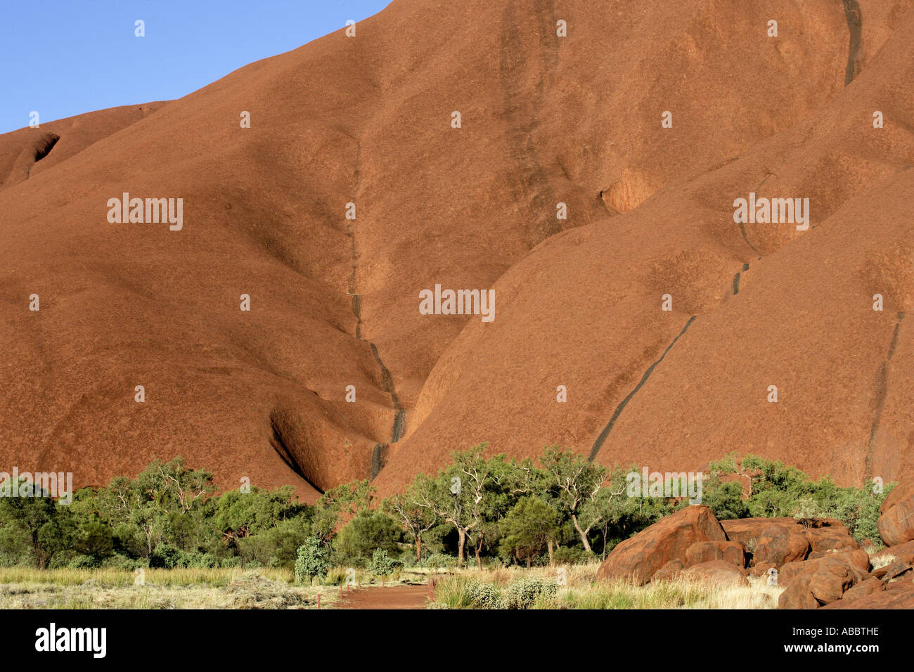 Uluru (Ayers Rock), Eucalyptus et de blocs rocheux, Territoires du Nord, Australie Banque D'Images