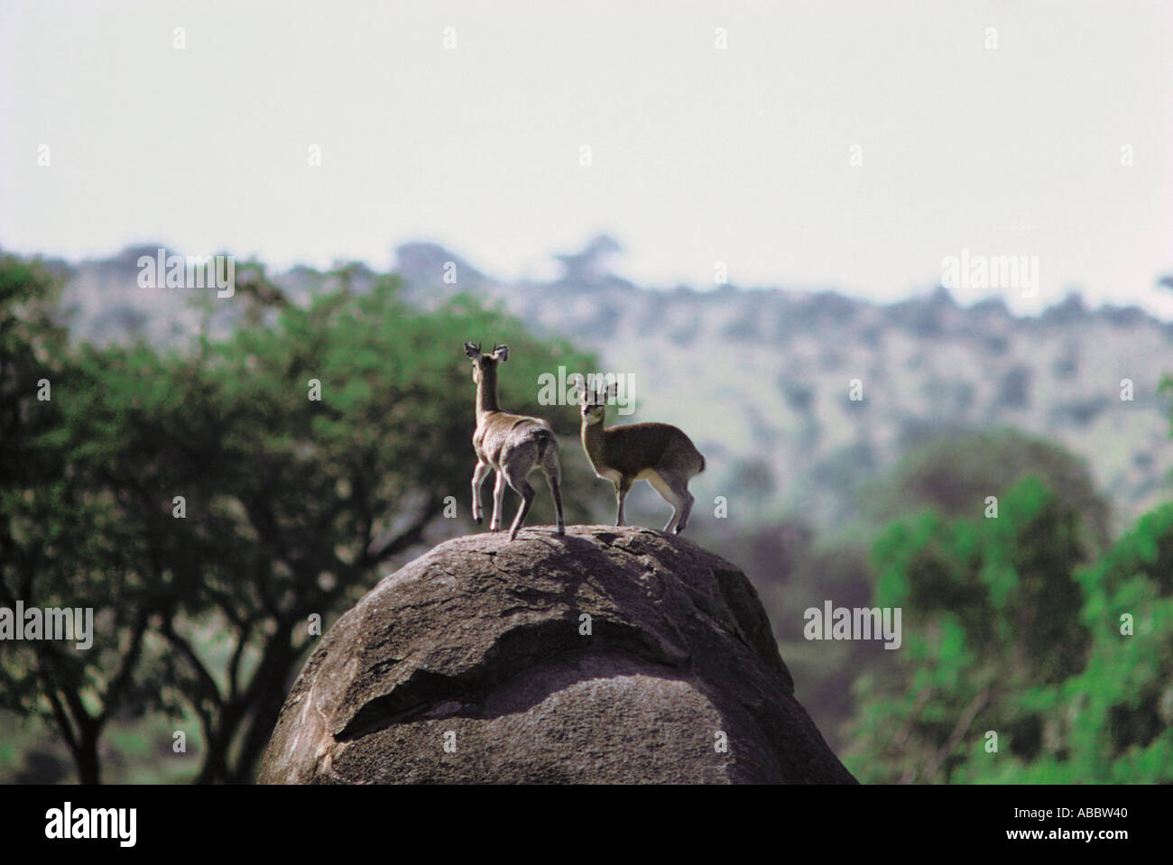 Deux Klipspringers sur un énorme rocher Banque D'Images