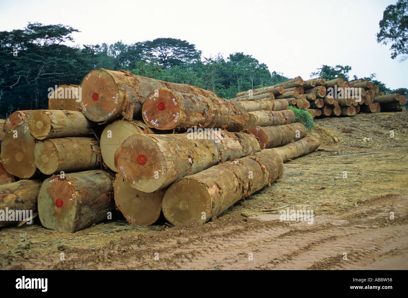 La forêt, l'exploitation forestière au Gabon Banque D'Images