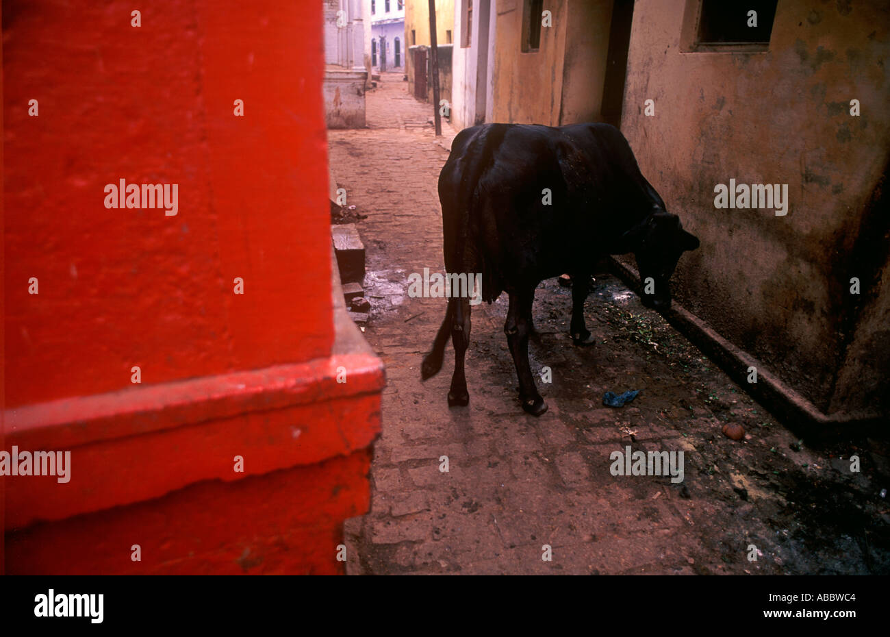CMP70373 vache manger des aliments dans la plus ancienne ville indienne de l'Inde maintenant de Bénarès Varanasi dans l'Uttar Pradesh en Inde Banque D'Images