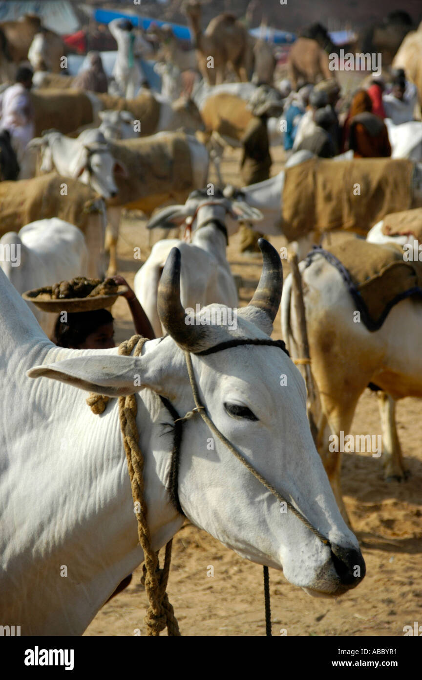 Tête d'une vache blanche et beaucoup d'autres vaches au marché de Karauli Rajasthan Inde Banque D'Images