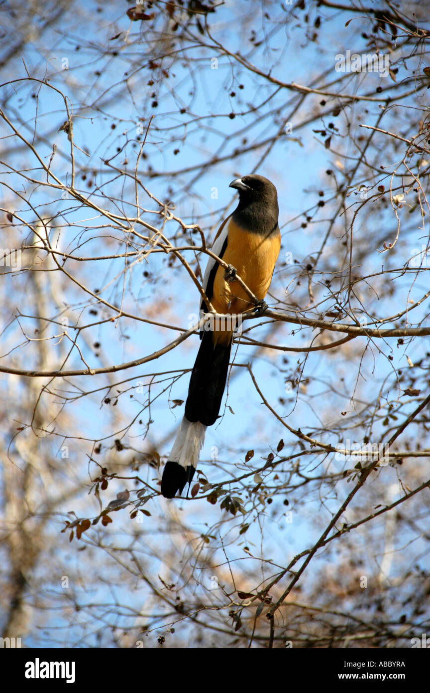Oiseaux colorés se trouve sur une brindille dans le parc national de Ranthambore Sawai Madhopur Rajasthan Inde Banque D'Images