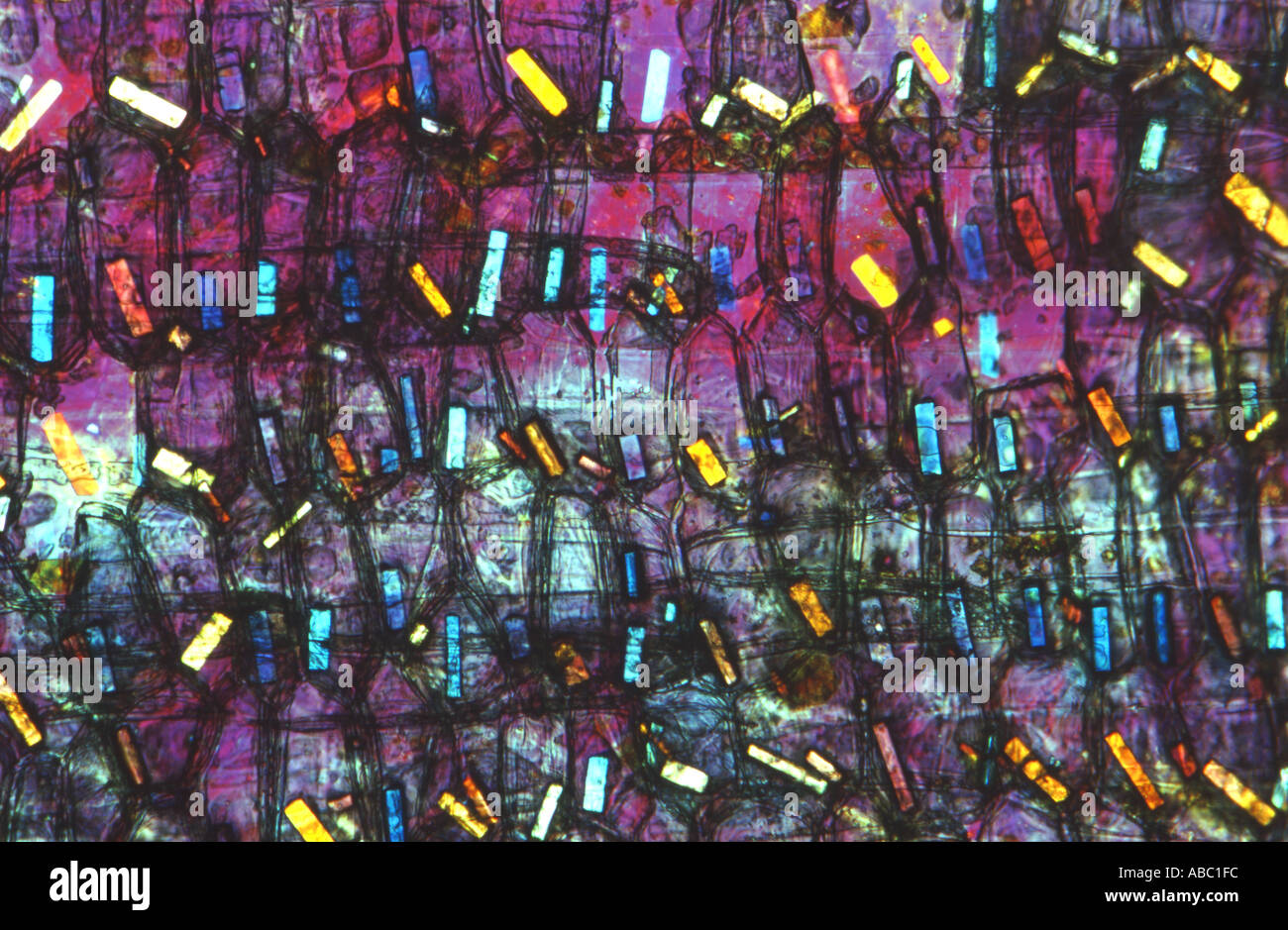 Cristaux dans les cellules des échelles de l'ampoule de l'Oignon Allium plaque Lambda 5.2.11 remplir Banque D'Images Cristaux dans les cellules des échelles de l'ampoule de l'Oignon Allium plaque Lambda 5.2.11 remplir Banque D'Images