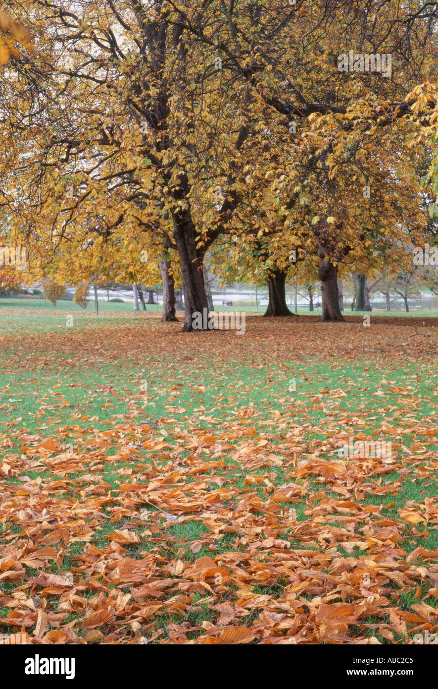 Les feuilles d'automne dans la région de Hyde Park Londres Angleterre Banque D'Images