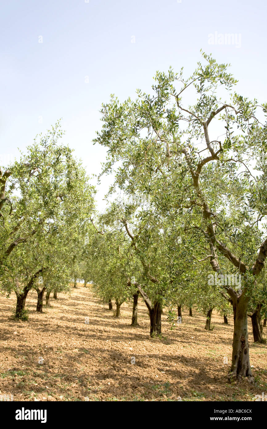Juillet campagne agricole toscane des arbres  terres agricoles cultivées avec des rangées d'oliviers anciens arbres en Toscane, Italie, Méditerranée, Europe Banque D'Images