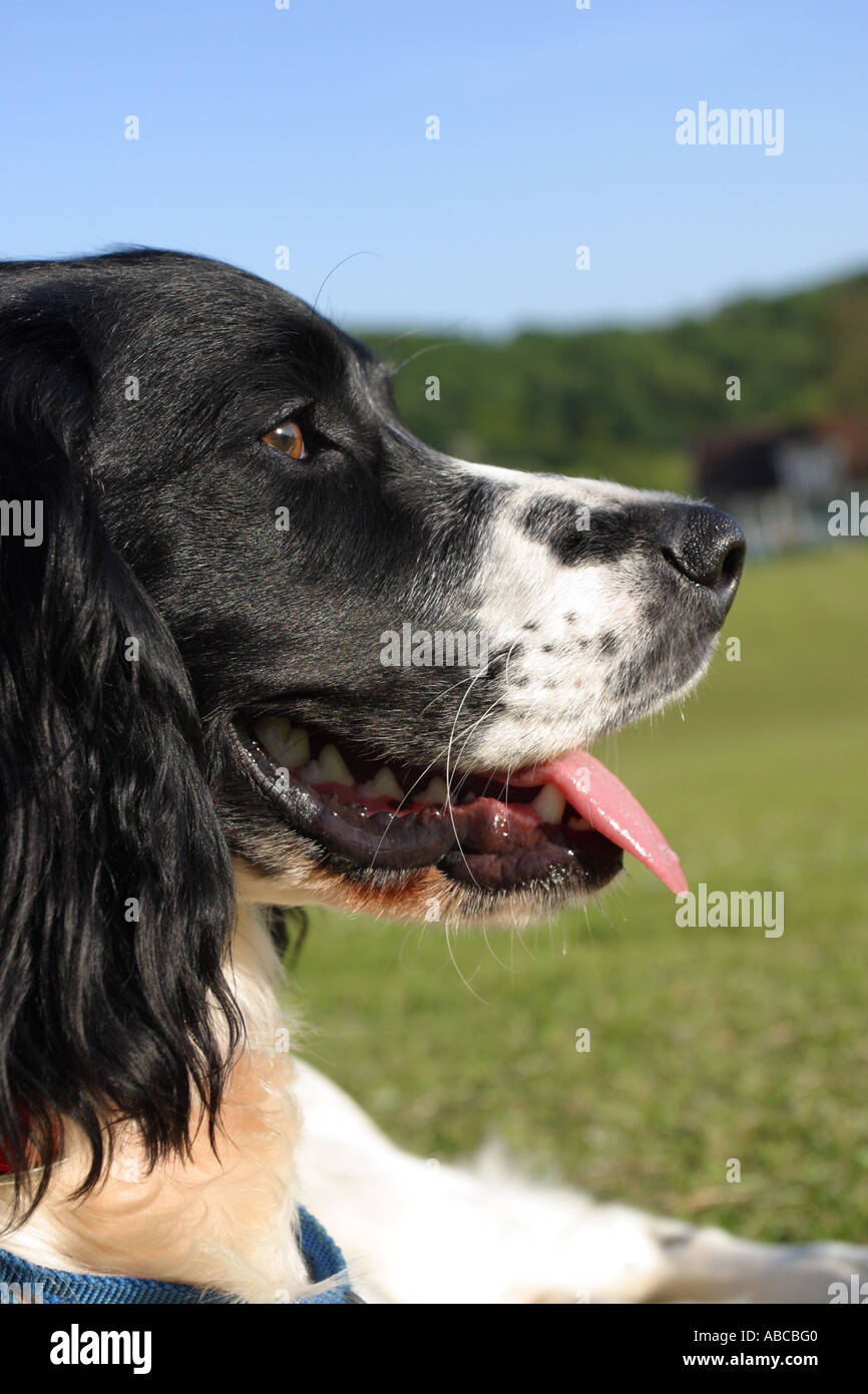 Springer Spaniel chien assis le repos d'out Banque D'Images