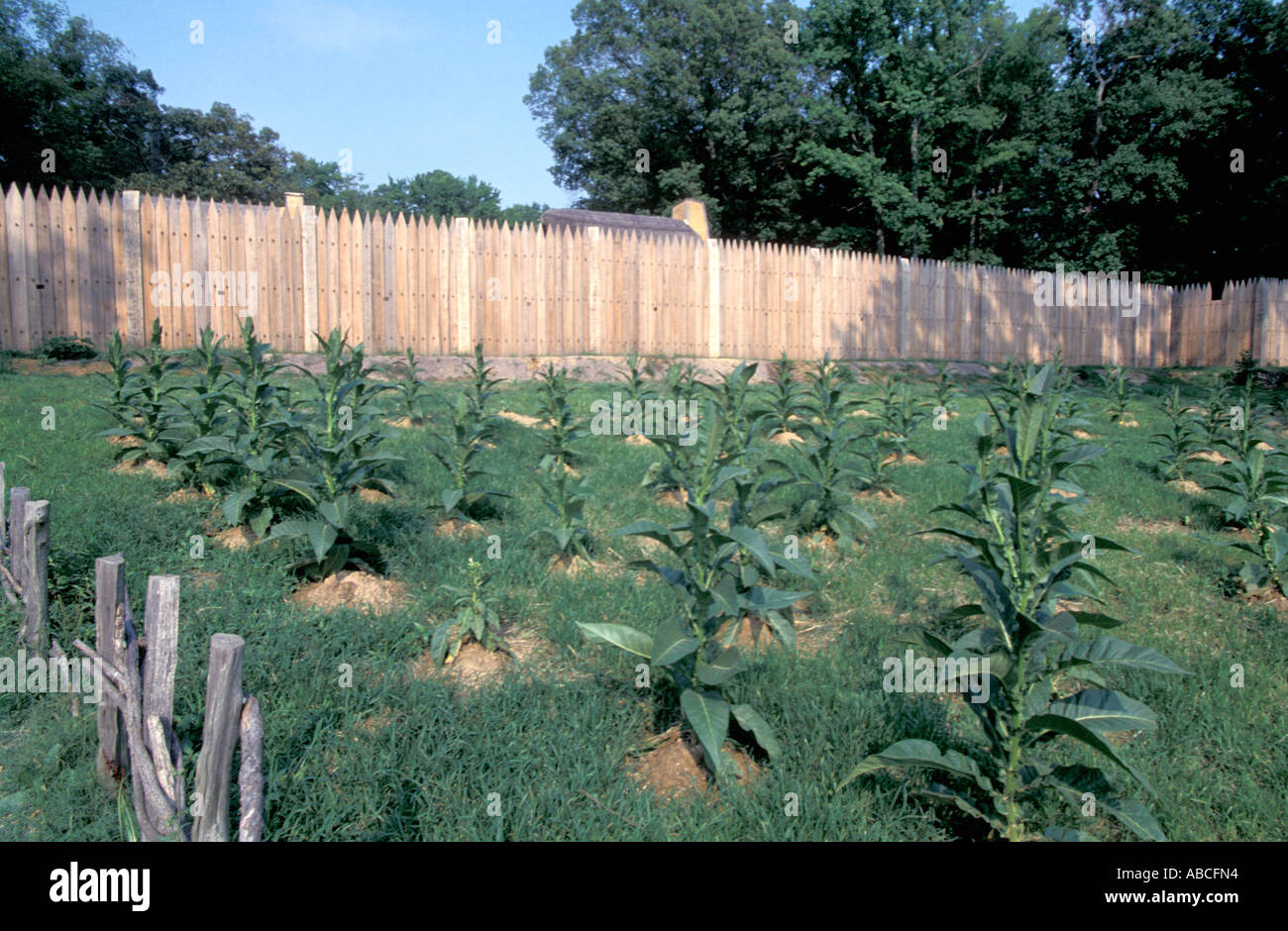 Jamestown Settlement fort james living history museum jardin la culture du tabac en Virginie Banque D'Images