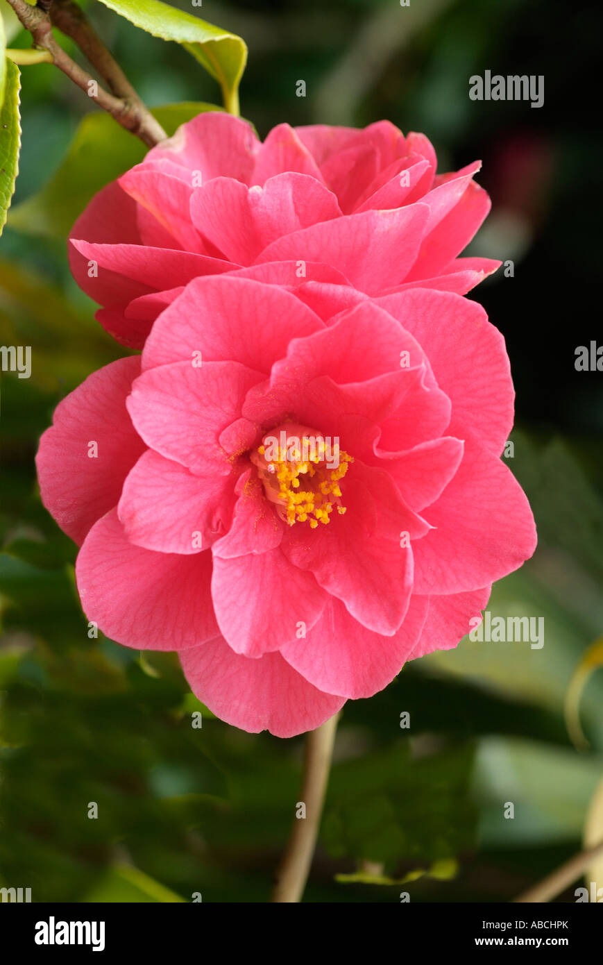 Camellia japonica oranger botanique fermer macro close-up closeup fleur pétale étamine anthère bractée jardin printemps woody bush ombre pl Banque D'Images