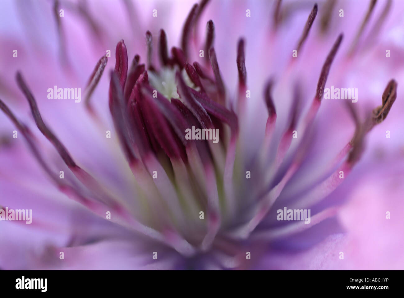 Clematis Nelly blossom botanique fermer macro close-up closeup fleur pétale étamine anthère des bractées, violet mauve jardin d'été escalade Banque D'Images