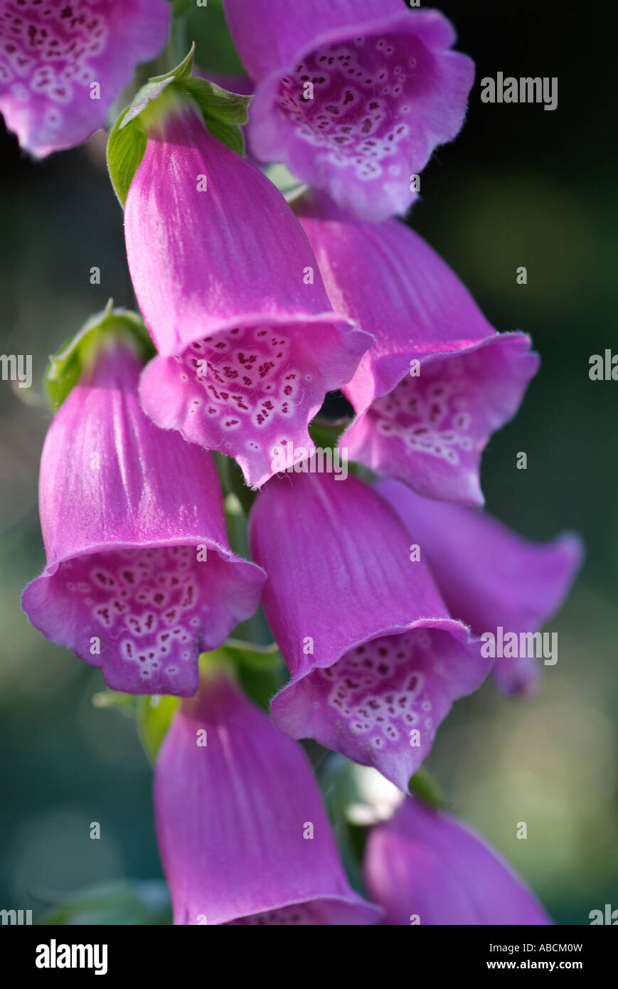 Foxglove digitalis fleur botanique close close-up closeup détail campagne forêt fleurs médicinales herbes plantes pétales obj Banque D'Images