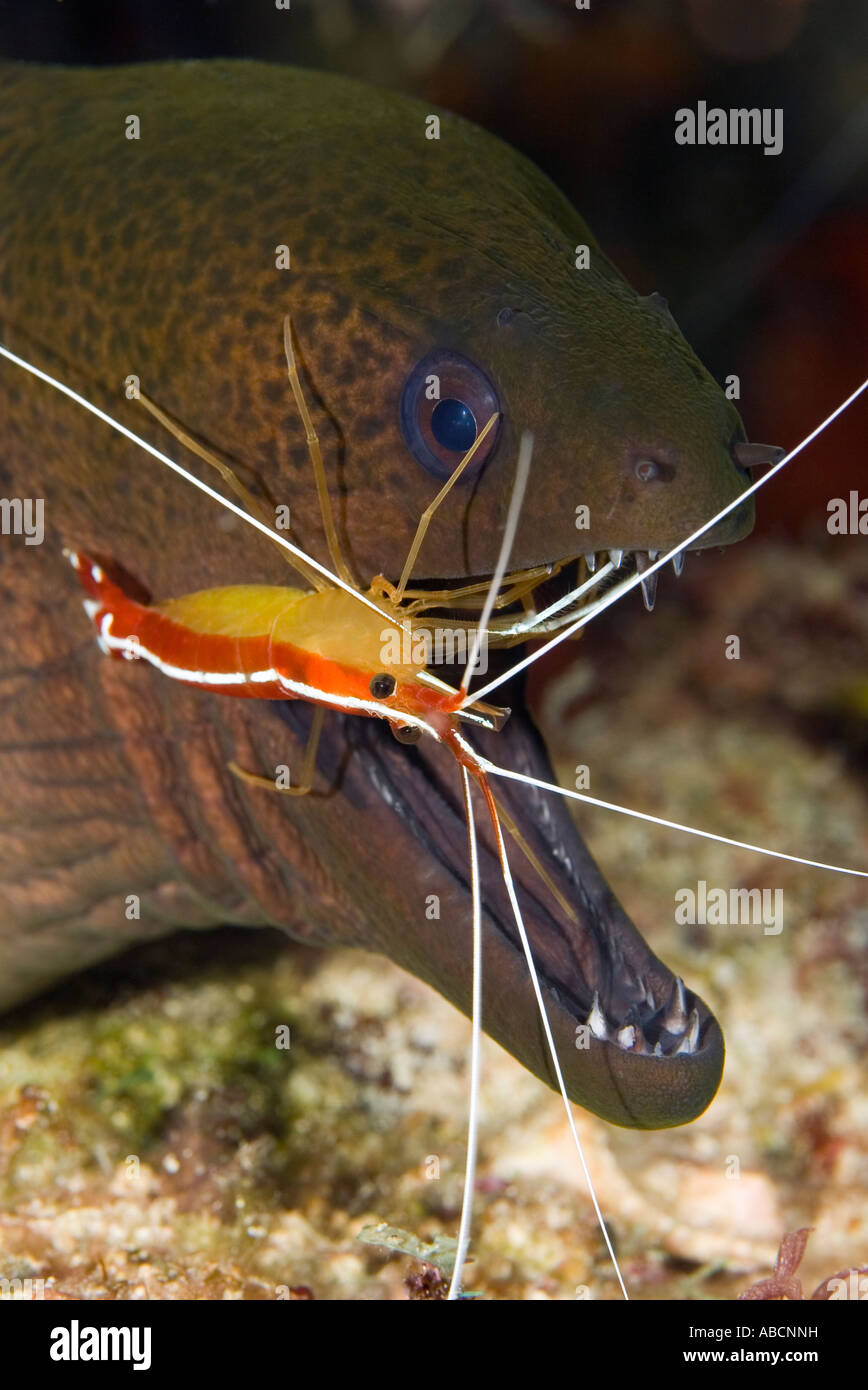 Murène géante, Gymnothorax javanicus et blanc bordée de crevettes Lysmata amboinensis, plus propre. Banque D'Images