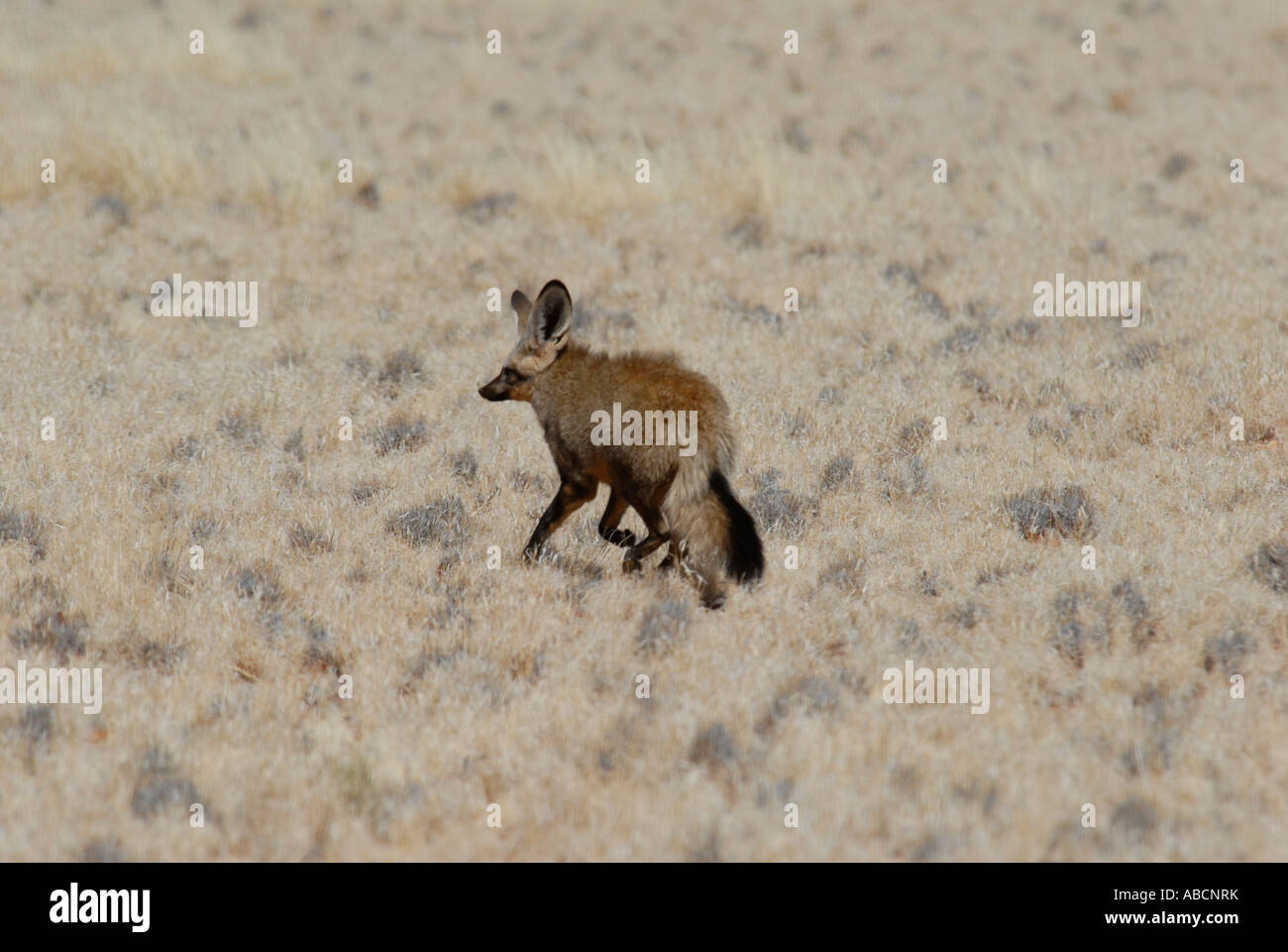 Bat-eared Fox le Namib Rand Nature Reserve en Namibie Afrique du Sud Banque D'Images