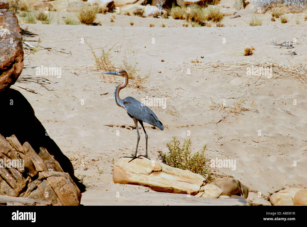 Goliath Heron rivière Kunene Namibie Afrique du Sud Banque D'Images Goliath Heron rivière Kunene Namibie Afrique du Sud Banque D'Images