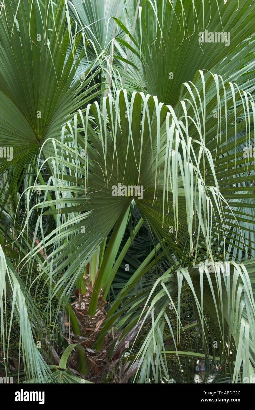 Fontaine chinois Livistona chinensis, palm Banque D'Images