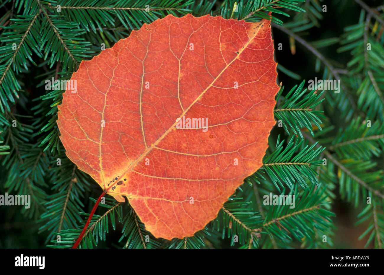 Ferdinand VT La feuille d'un peuplier à grandes dents Populus grandidentata sur branches de sapin de la Forêt du Nord Banque D'Images