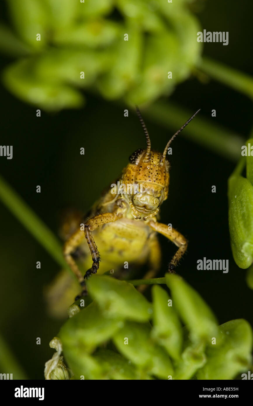 Face à Grasshopper Banque D'Images