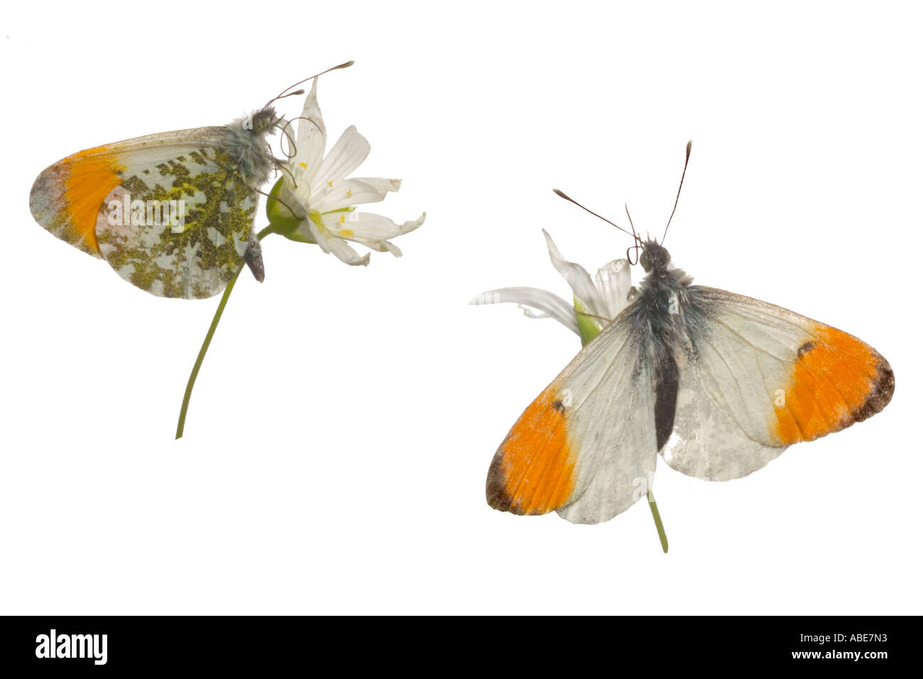 Embout mâle orange papillon sur une plus grande langue de déroulement montrant stellaire à Surrey en Angleterre peut Banque D'Images