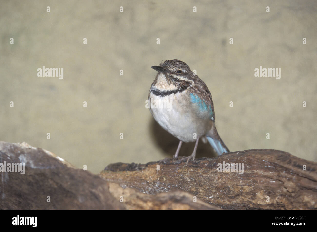 Rouleau au sol à longue queue Uratelornis chimaera Banque D'Images