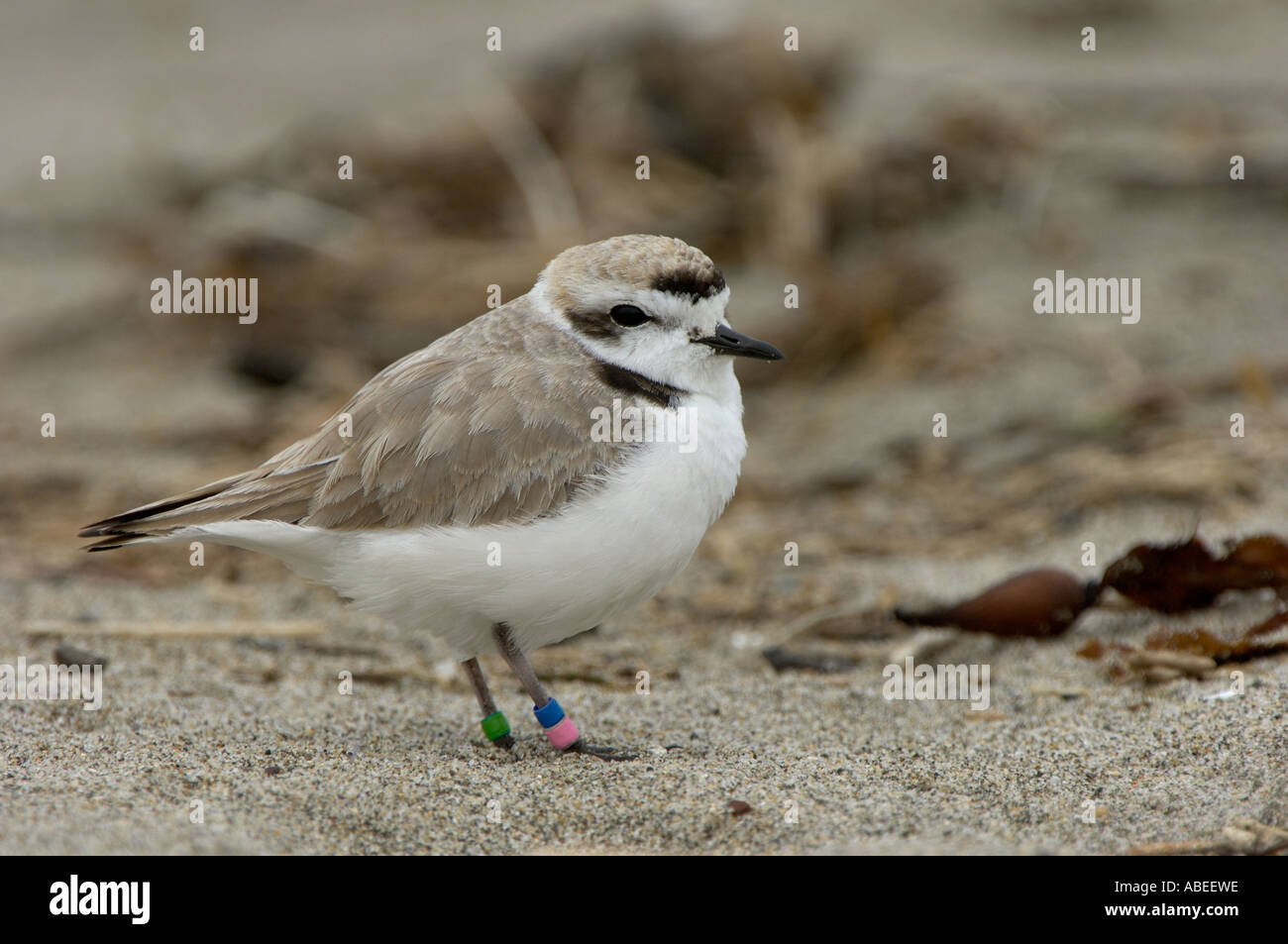 Snowy Plover Charadrius alexandrinus Monterey USA Banque D'Images