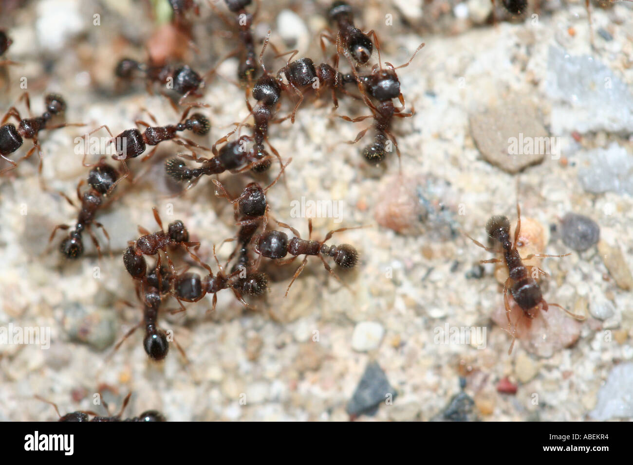 Groupe de fourmis sur Sandy Ground présentant un comportement social naturel Banque D'Images