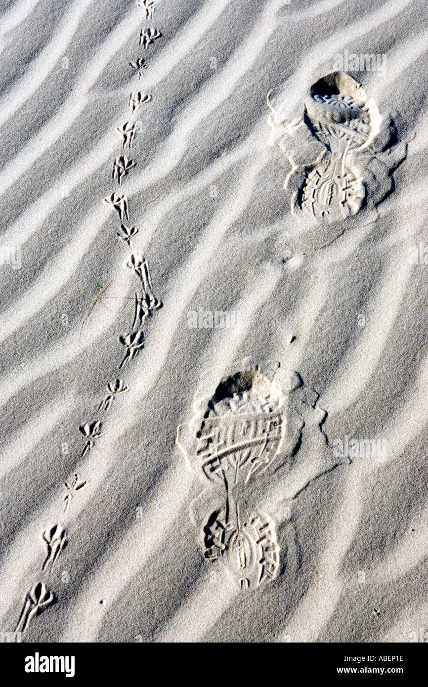 Les pistes d'oiseaux et de pied humain printsin les dunes à Monahans Sandhills State Park dans l'ouest du Texas Banque D'Images