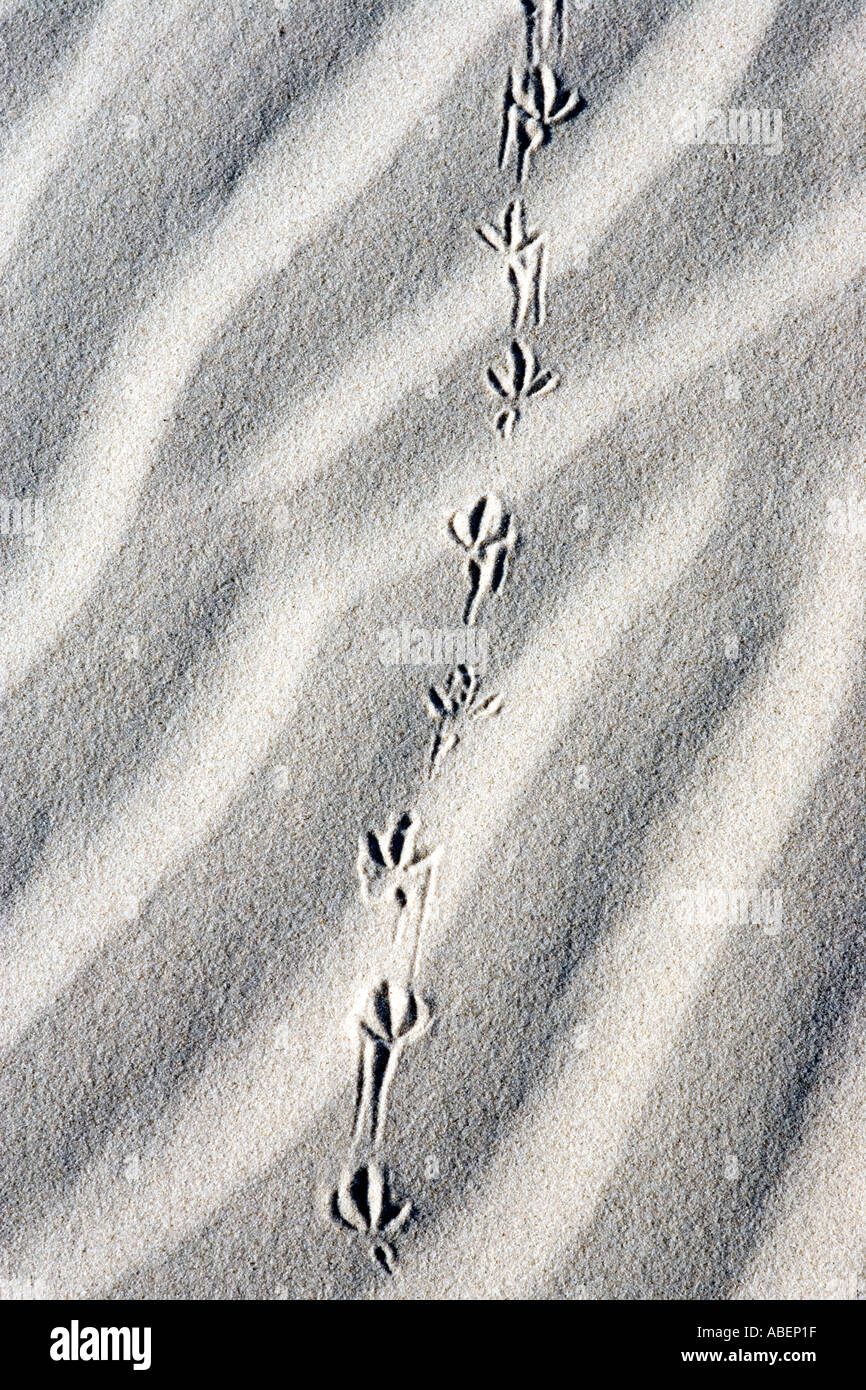 Les pistes d'oiseaux dans les dunes à Monahans Sandhills State Park dans l'ouest du Texas Banque D'Images