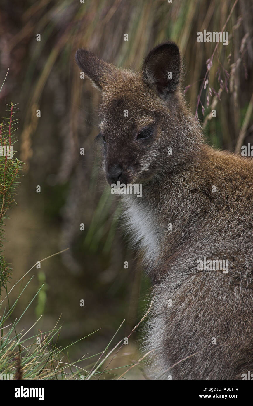 Wallaby à cou rouge, macropus rufogriseus wallaby bennetts, Banque D'Images