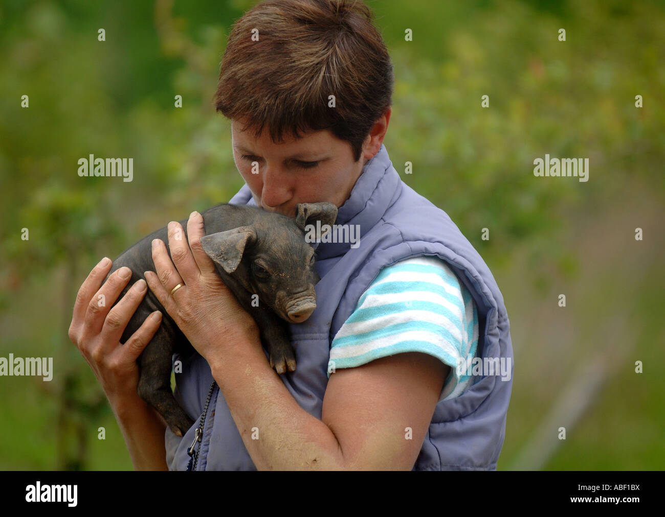 Elle Bricknell-Webb avec Tina noir grande race de porcs à Percy's Restaurant et ferme, Virginstow, Devon. Banque D'Images