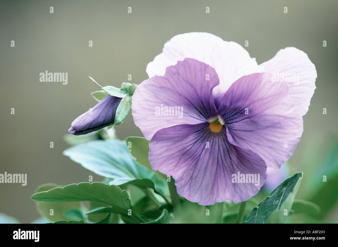 Pansy Purple flower Banque D'Images