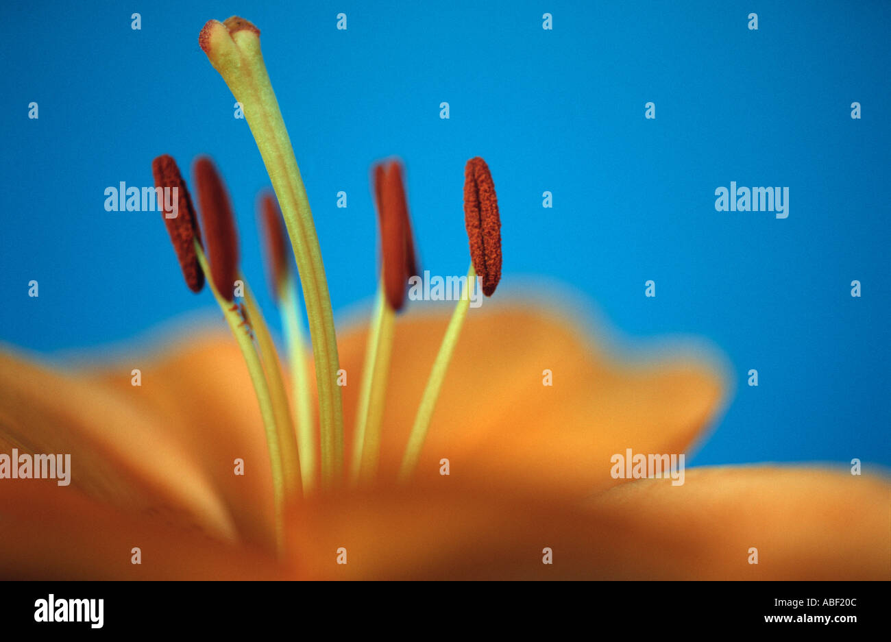 'Close up' de Lily Lilium fleur Banque D'Images