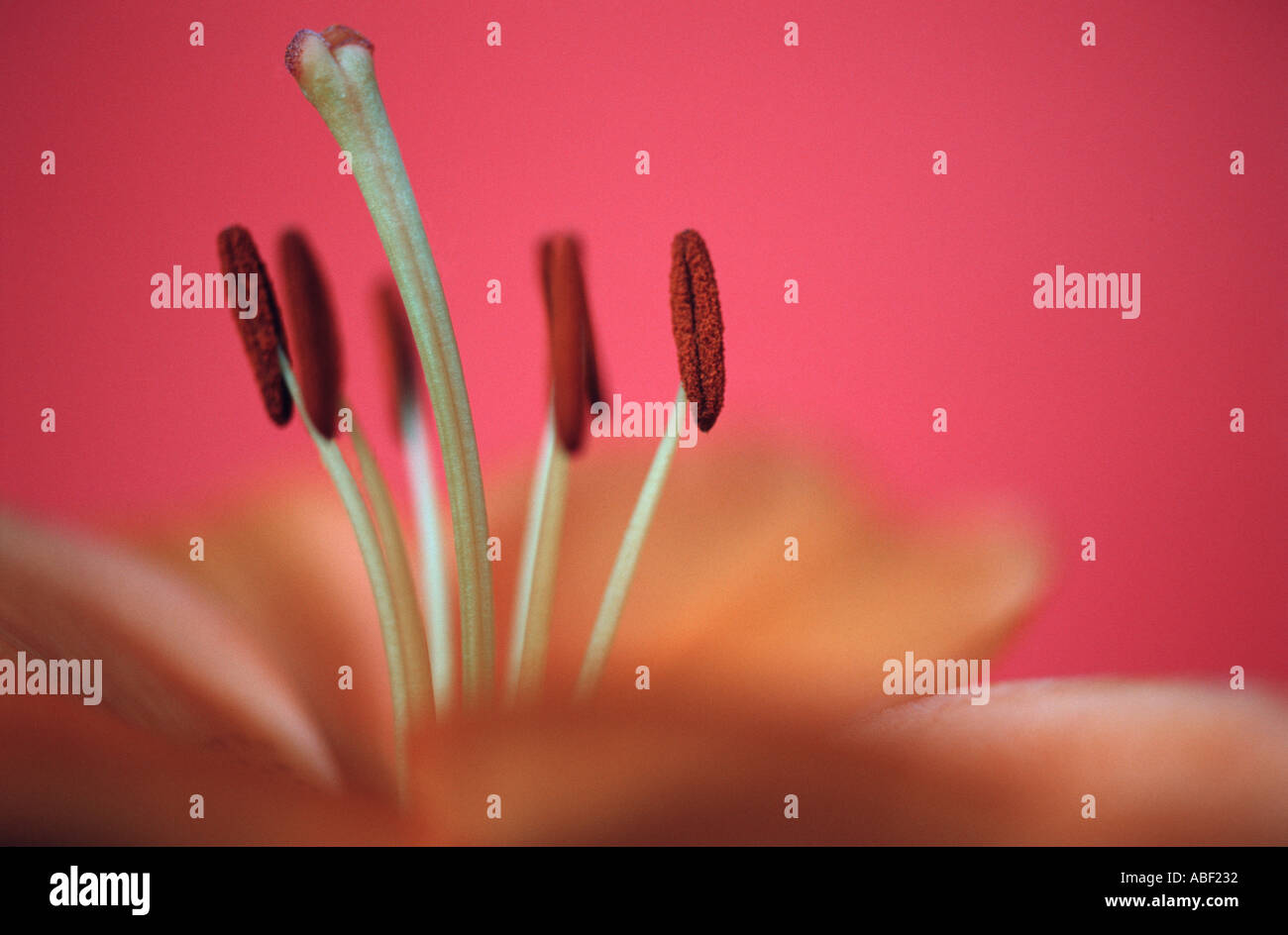 'Close up' de Lily Lilium fleur Banque D'Images