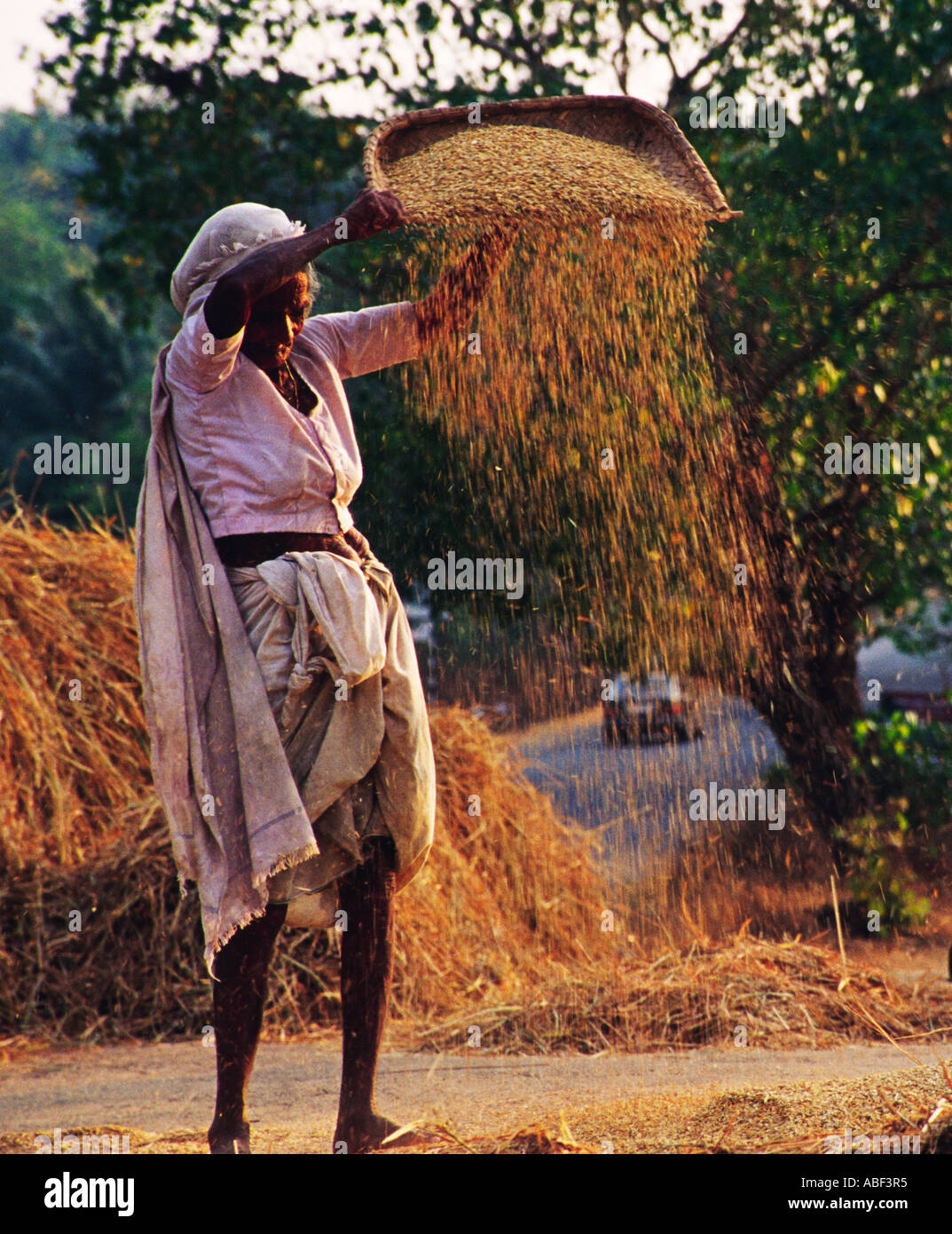 Une vieille dame prépare les grains de riz dans le vent après la récolte à Palghat quartier qui est connu comme le bol de riz du Kerala Banque D'Images